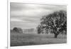 Petaluma Winter Oak Landscape, Northern California-Vincent James-Framed Photographic Print