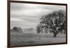 Petaluma Winter Oak Landscape, Northern California-Vincent James-Framed Photographic Print