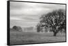 Petaluma Winter Oak Landscape, Northern California-Vincent James-Framed Stretched Canvas