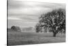 Petaluma Winter Oak Landscape, Northern California-Vincent James-Stretched Canvas