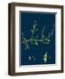 Petasites Albus; White Coltsfoot-null-Framed Giclee Print