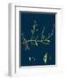 Petasites Albus; White Coltsfoot-null-Framed Giclee Print