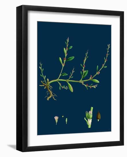 Petasites Albus; White Coltsfoot-null-Framed Giclee Print