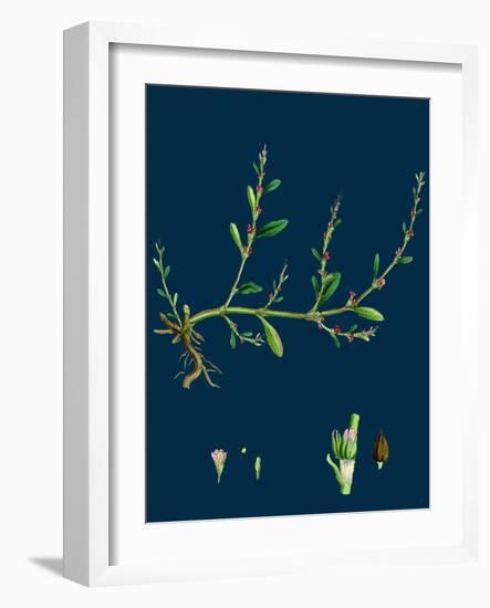 Petasites Albus; White Coltsfoot-null-Framed Giclee Print