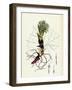 Petasites Albus White Coltsfoot-null-Framed Giclee Print