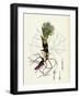 Petasites Albus White Coltsfoot-null-Framed Giclee Print