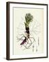 Petasites Albus White Coltsfoot-null-Framed Giclee Print