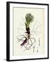 Petasites Albus White Coltsfoot-null-Framed Giclee Print