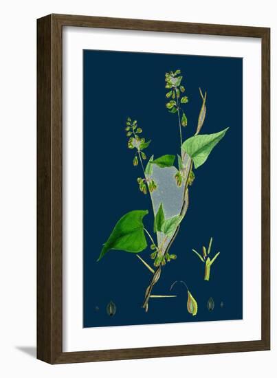 Petasites Vulgaris; Common Butter-Bur, Sub-Male-null-Framed Giclee Print