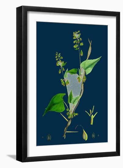 Petasites Vulgaris; Common Butter-Bur, Sub-Male-null-Framed Giclee Print