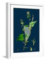 Petasites Vulgaris; Common Butter-Bur, Sub-Male-null-Framed Giclee Print