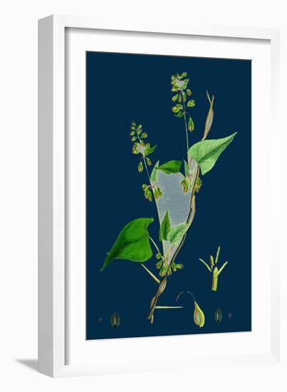 Petasites Vulgaris; Common Butter-Bur, Sub-Male-null-Framed Giclee Print