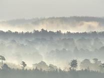 Landscape with Bison and Steam from Geysers, Yellowstone National Park, Wyoming Us-Pete Cairns-Photographic Print