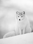 Arctic Fox Male Portrait, Norway-Pete Cairns-Photographic Print