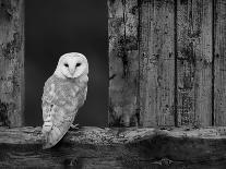 Barn Owl, in Old Farm Building Window, Scotland, UK Cairngorms National Park-Pete Cairns-Framed Photographic Print