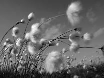 Cotton Grass, Blowing in Wind Against Blue Sky, Norway-Pete Cairns-Photographic Print