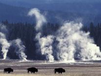 Landscape with Bison and Steam from Geysers, Yellowstone National Park, Wyoming Us-Pete Cairns-Photographic Print