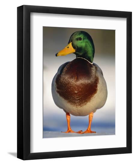 Premium Photographic Print, , large