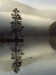 Lone Scots Pine, in Mist on Edge of Lake, Strathspey, Highland, Scotland, UK-Pete Cairns-Photographic Print