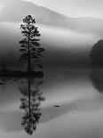 Lone Scots Pine, in Mist on Edge of Lake, Strathspey, Highland, Scotland, UK-Pete Cairns-Photographic Print