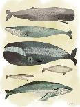 Whales-Pete Oswald-Art Print