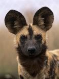 African Wild Dog, Portrait, South Africa-Pete Oxford-Photographic Print