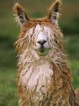 Alpaca Portrait, Altiplano, Bolivia-Pete Oxford-Photographic Print