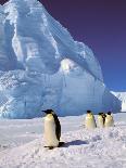 Emperor Penguins, Cape Darnley, Australian Antarctic Territory, Antarctica-Pete Oxford-Photographic Print