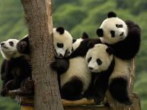 Giant Panda Babies, Wolong China Conservation and Research Center for the Giant Panda, China-Pete Oxford-Photographic Print