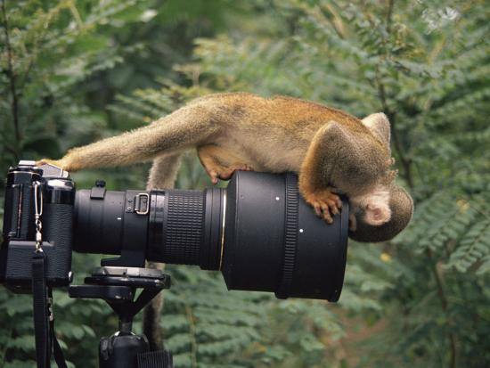 Photographic Print, , large