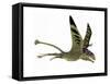 Peteinosaurus Pterosaur from the Triassic Period-Stocktrek Images-Framed Stretched Canvas