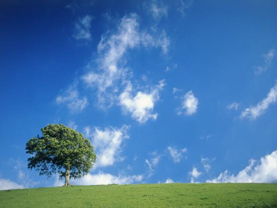 Premium Photographic Print, , large
