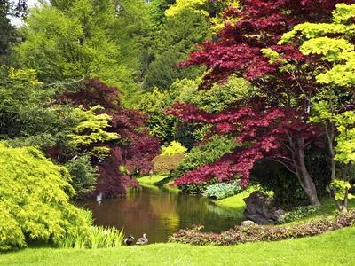 Acer Trees and Pond in Sunshine, Gardens of Villa Melzi, Bellagio, Lake Como, Lombardy, Italy
