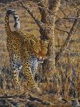 Safari III-Peter Blackwell-Art Print