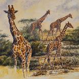 Two Young Giraffes-Peter Blackwell-Art Print