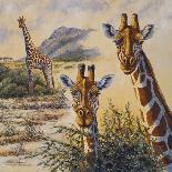 Leopard Walking-Peter Blackwell-Art Print