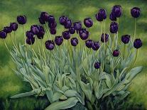 Black Tulips, 2002-Peter Breeden-Giclee Print