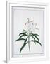 Gramercy White