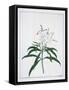 Framed Canvas