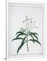 Gramercy White