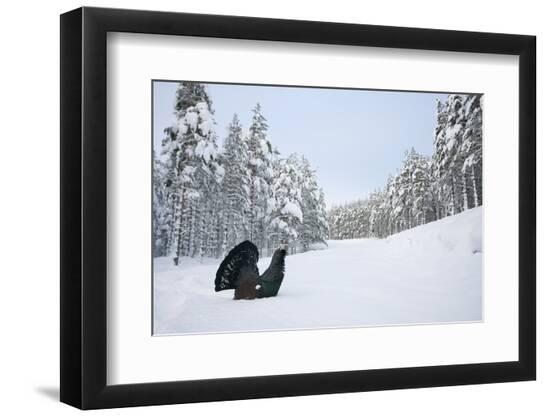 Premium Photographic Print, , large