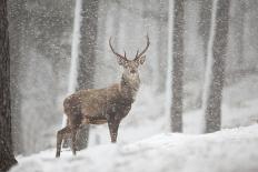 Red Deer (Cervus Elaphus) Stag in Pine Forest in Snow Blizzard, Cairngorms Np, Scotland, UK-Peter Cairns-Photographic Print