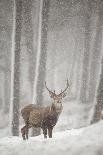 Red Deer (Cervus Elaphus) Stag in Pine Forest in Snow Blizzard, Cairngorms Np, Scotland, UK-Peter Cairns-Photographic Print