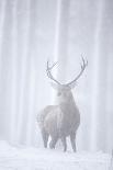 Red Deer (Cervus Elaphus) Stag in Pine Forest in Snow Blizzard, Cairngorms Np, Scotland, UK-Peter Cairns-Photographic Print