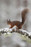 Red Squirrel (Sciurus Vulgaris) on Snowy Branch in Forest, Cairngorms Np, Scotland, UK, December-Peter Cairns-Framed Photographic Print