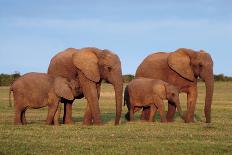 African Elephants-Peter Chadwick-Framed Photographic Print