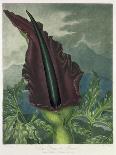 The Dragon Arum, engraved by Ward, from 'The Temple of Flora' by Robert Thornton, pub. 1801-Peter Charles Henderson-Framed Stretched Canvas