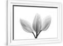 Gramercy White