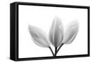 Framed Canvas