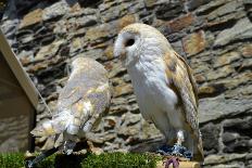 Barn Owls Latin Name Tyto Alba-Peter Etchells-Framed Photographic Print